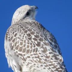 Gyrfalcon thumbnail 4