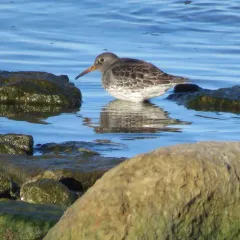 Purple Sandpiper thumbnail 1