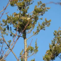 Purple Finch thumbnail 2