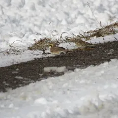 Lapland Longspur thumbnail 2