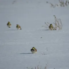 Horned Lark thumbnail 2
