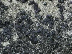 Big-disk grain-spore thumbnail 2