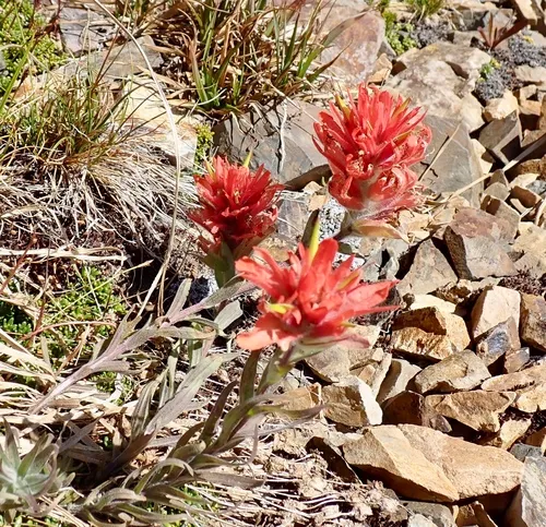 Elmer's Paintbrush