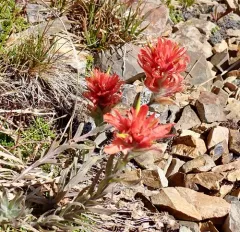 Elmer's Paintbrush thumbnail 1