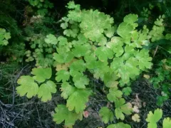 Fendler's Meadow-rue thumbnail 2
