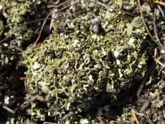 Robbins' Cup Lichen thumbnail 4