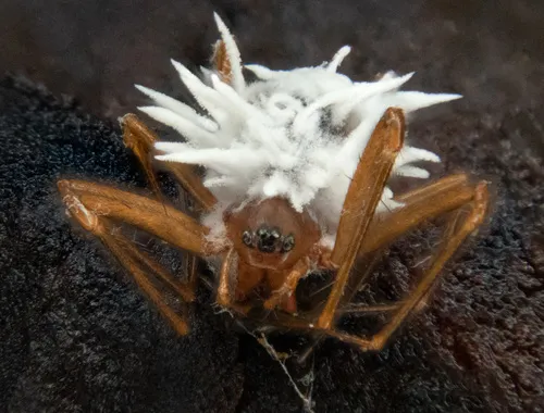 Gibellula arachnophila