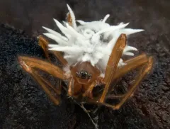 Gibellula arachnophila thumbnail 1