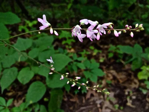 pointed-leaved tick-trefoil