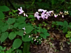 pointed-leaved tick-trefoil thumbnail 1