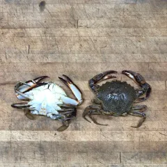 Lady Crab thumbnail 3