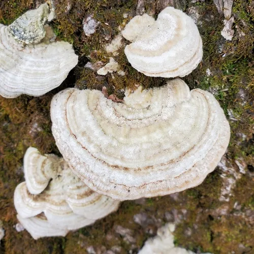 Gilled Polypore