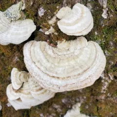 Gilled Polypore thumbnail 1