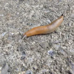 Western Dusky Slug thumbnail 5