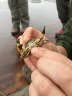 Small Mud Crab thumbnail 2