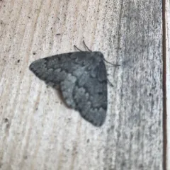 False Hemlock Looper Moth thumbnail 4