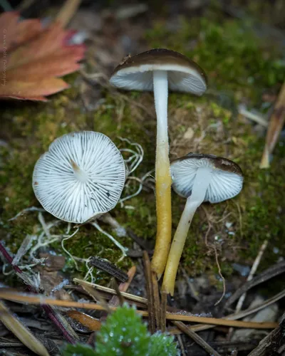 Strobilurus albipilatus