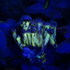 Sulphur Tuft thumbnail 4