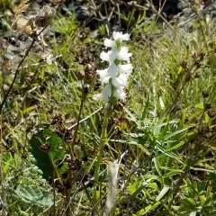 nodding ladies' tresses thumbnail 2