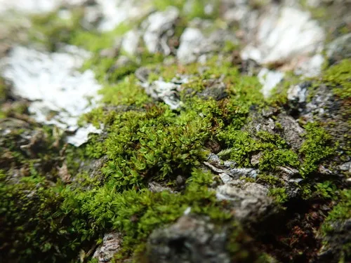 Small Hairy Screw-moss