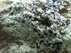 Lecidella asema thumbnail 1