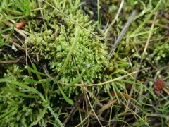 Philonotis capillaris thumbnail 1