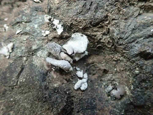 Dermatocarpon reticulatum