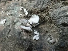 Dermatocarpon reticulatum thumbnail 1