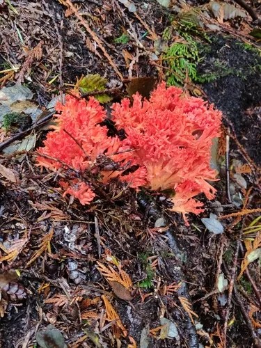 Ramaria stuntzii