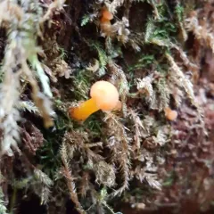Orange Chrysomphalina thumbnail 2