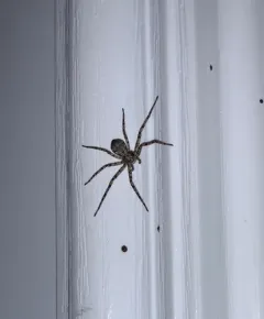 Philodromus vulgaris thumbnail 4