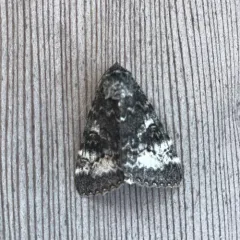 Briseis Underwing Moth thumbnail 2