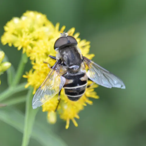 Black-shouldered Drone Fly