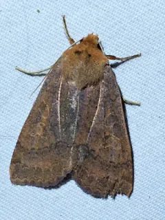Roadside Sallow thumbnail 1