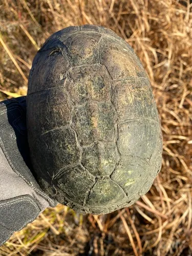 West African Mud Turtle