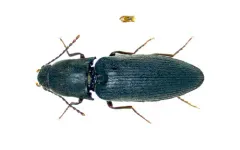 Stable Click Beetle thumbnail 4