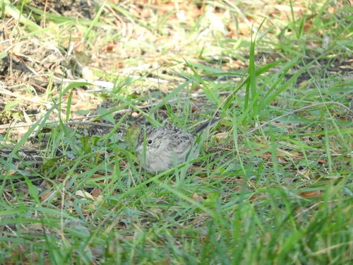 Cassin's Sparrow