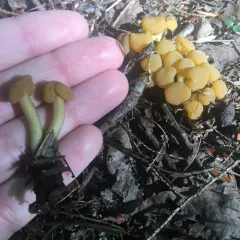 Ochre Jelly Club thumbnail 2