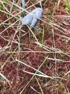 Sphagnum medium thumbnail 4