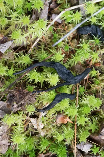 Geoglossum nigritum