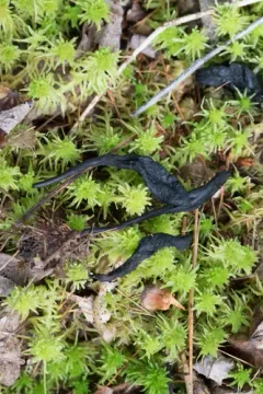 Geoglossum nigritum thumbnail 1
