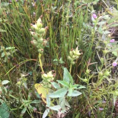 small green wood orchid thumbnail 4