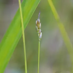 bristle-stalked sedge thumbnail 3