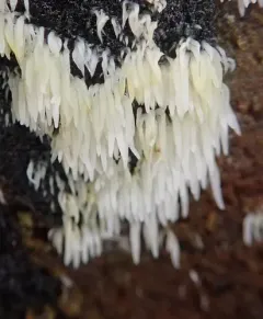 swarming spine thumbnail 2