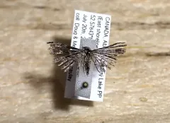 Alucita adriendenisi thumbnail 1