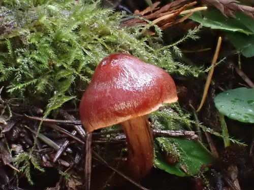 Cortinarius californicus