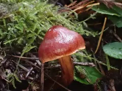 Cortinarius californicus thumbnail 1