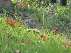 Cassin's Sparrow thumbnail 3