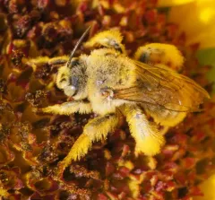 Sunflower Chimney Bee thumbnail 1
