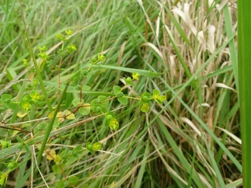 broad leaved spurge